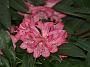 Rhodo anthosphaerum